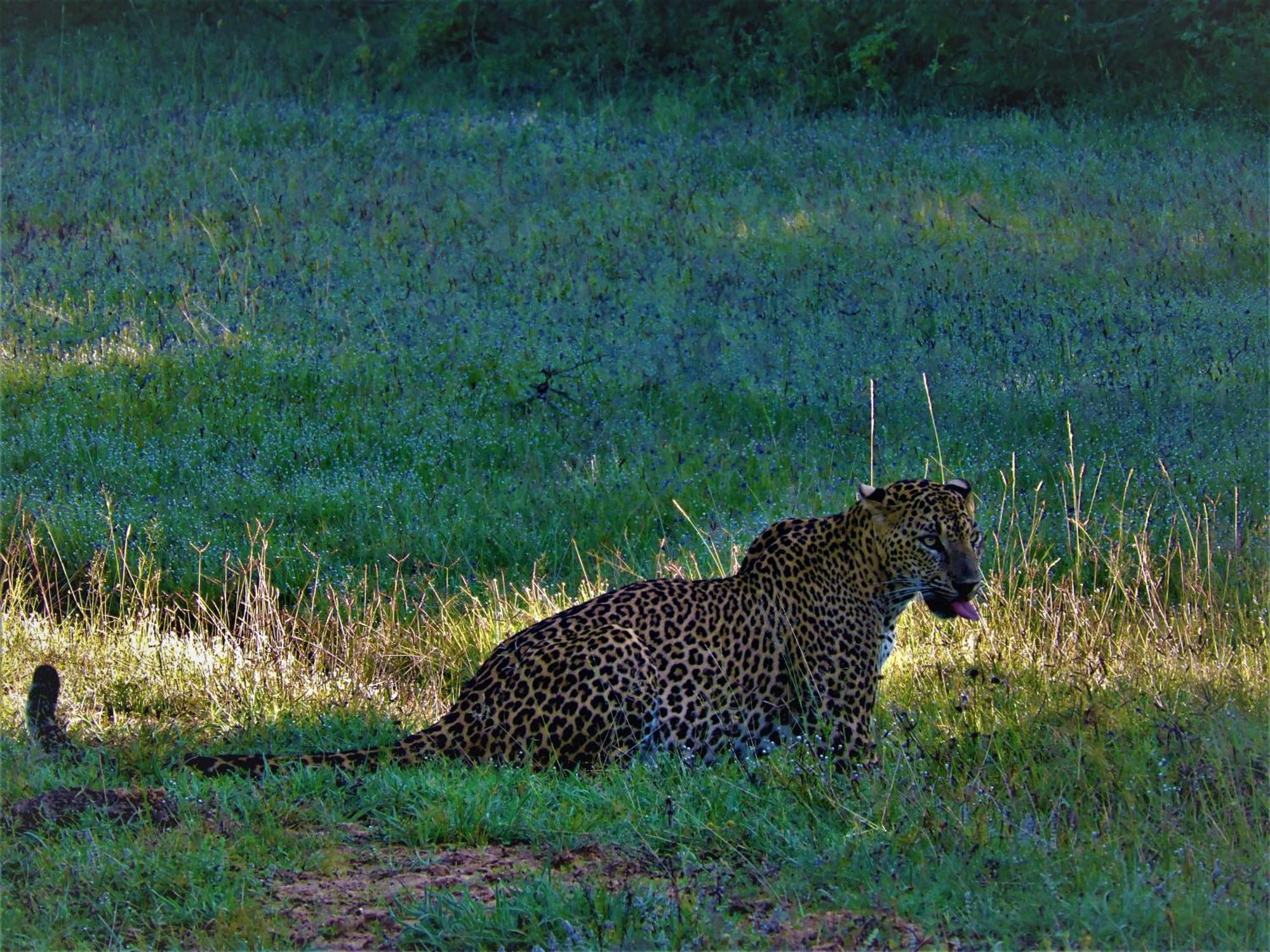 Yala Eco Bush Camp Hotel Exterior photo